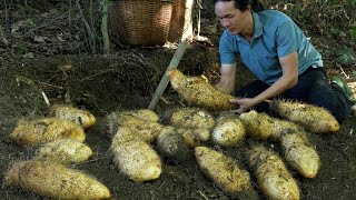 Download lagu This thorny underground vine is a delicious tuber that anyone who eats it will remember forever. mp3