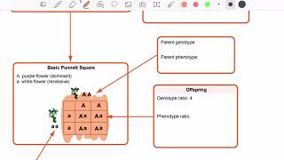 Apex Biology Study Guide 7.3.3 Predicting Genetic Outcomes