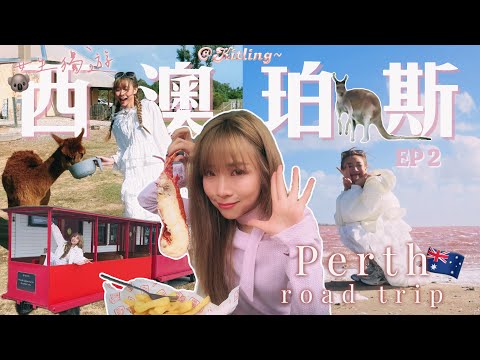 【澳洲vlog🇦🇺EP2🐨】不自駕珀斯公路旅行🚌跟團由北玩到南☀️住宿外就是一群袋鼠￼🦘龍蝦工廠🦞羊駝Cafe🦙粉紅湖💗白沙丘滑沙🏝️巴塞爾頓小火車🚂￼風暴侵襲⛈️行程一度受阻🪫🥲￼｜Kitling_