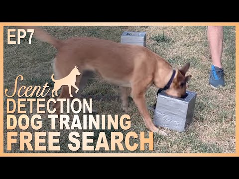 How to Teach Your Dog to Search Independently! Episode 7
