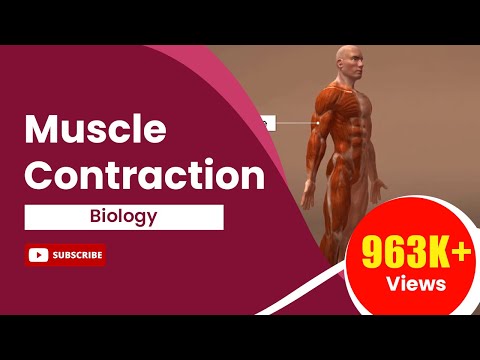 Locomotion & Movement: Muscle Contraction Explained | Class 11 Biology | NCERT | AASOKA