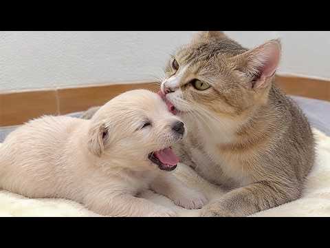 YouTube 썸네일