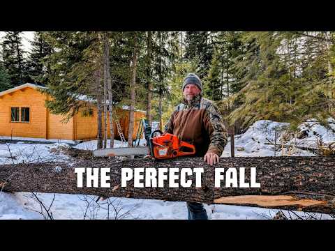 Wie man einen über 30 Meter hohen, toten Baum fällt