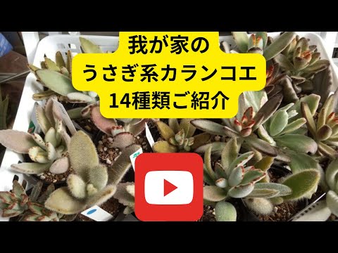 猫耳カランコエ 植物