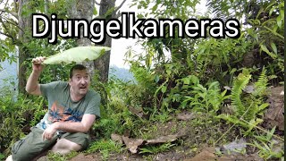 Kann eine Wildkamera im Djungel überhaupt Tiere aufnehmen ?