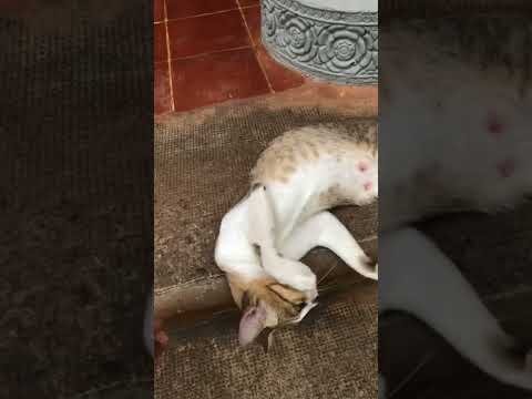 Friendly PREGNANT Stray Cat 🐈
