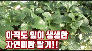 루핸스 아쿠도 황맥 등 저 비용으로 딸기 재배 관리 방법