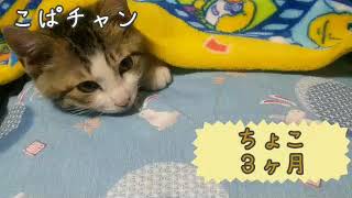 【子猫】part29ちょこ３ヶ月になりました！🐈️