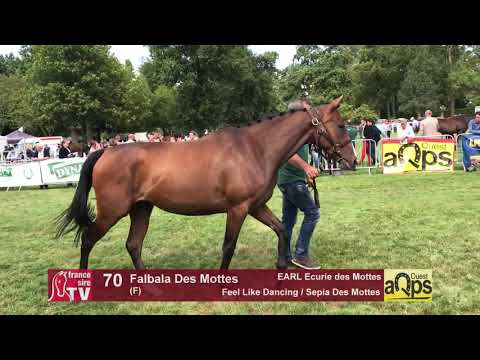Show AQPS Lion 2017 : Lot 70 - Falbala Des Mottes