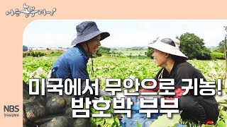 [나는농부다 313회] 미국에서 무안으로 귀농! 밤호박 부부