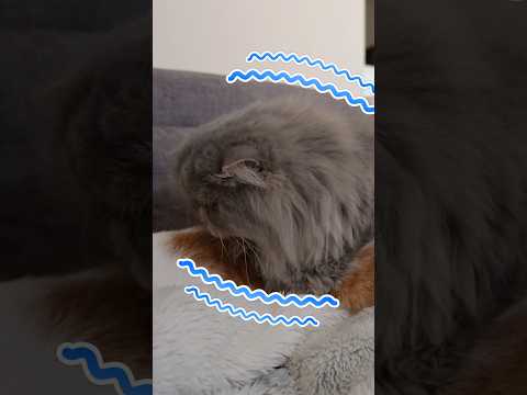 子猫に恋心を抱いてしまったおじ猫   #猫 #cat #保護猫