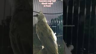 Download lagu kicauan brung dipagi hari suasana msh fresh & sejuk. #trucukanropel #trucukangacor #goklik #ngelituk mp3 Download lagu kicauan brung dipagi hari suasana msh fresh & sejuk. #trucukanropel #trucukangacor #goklik #ngelituk mp3