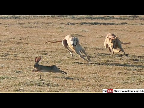 dog rabbit hunting