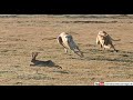 Dog Rabbit Hunting