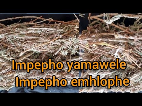 Impepho yamawele /impepho emhlophe | isiza kakhulu lempepho zizwele nawe ukuthi isizaphi