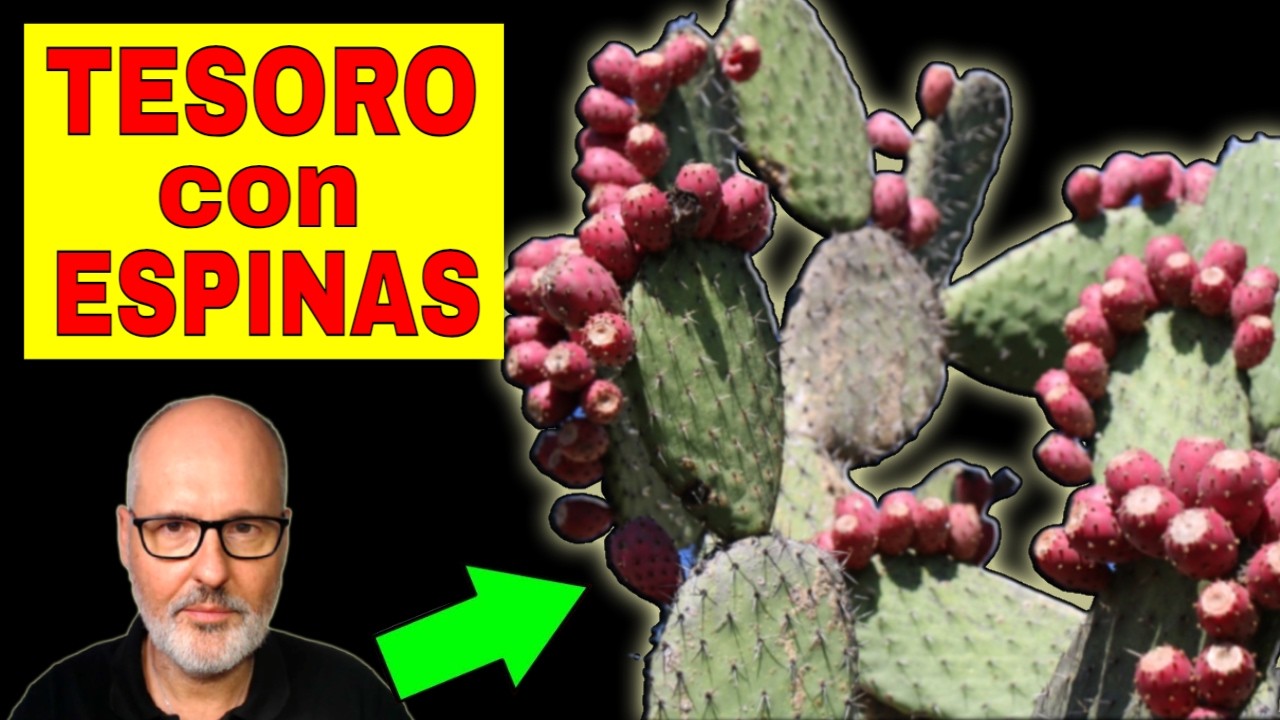 The CACTUS that LOWERS SUGAR, CHOLESTEROL and ARTHRITIS