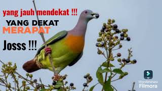 Download lagu Pikat punai asli mp3 Download lagu Pikat punai asli mp3