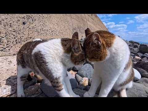 youtube-動物記事1970/01/01 09:00:00