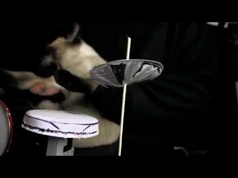 actionmen everynight cat drums cover - hardcore cat drumming