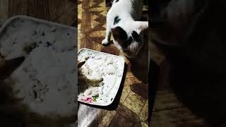 Download lagu #cat mp3