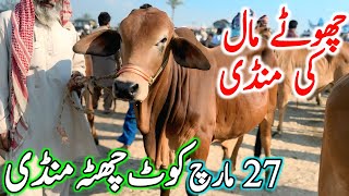 Kot Chutta Cow Mandi | Cholistani Ablak Sahiwal Bachre | Cow Mandi 2024 | Chand TV Punjab Farming🔥