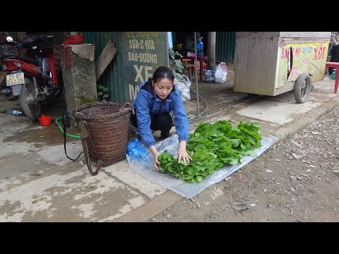 Make money every day from the mustard vegetable garden. Live with nature, My Daily Life Ep. 128