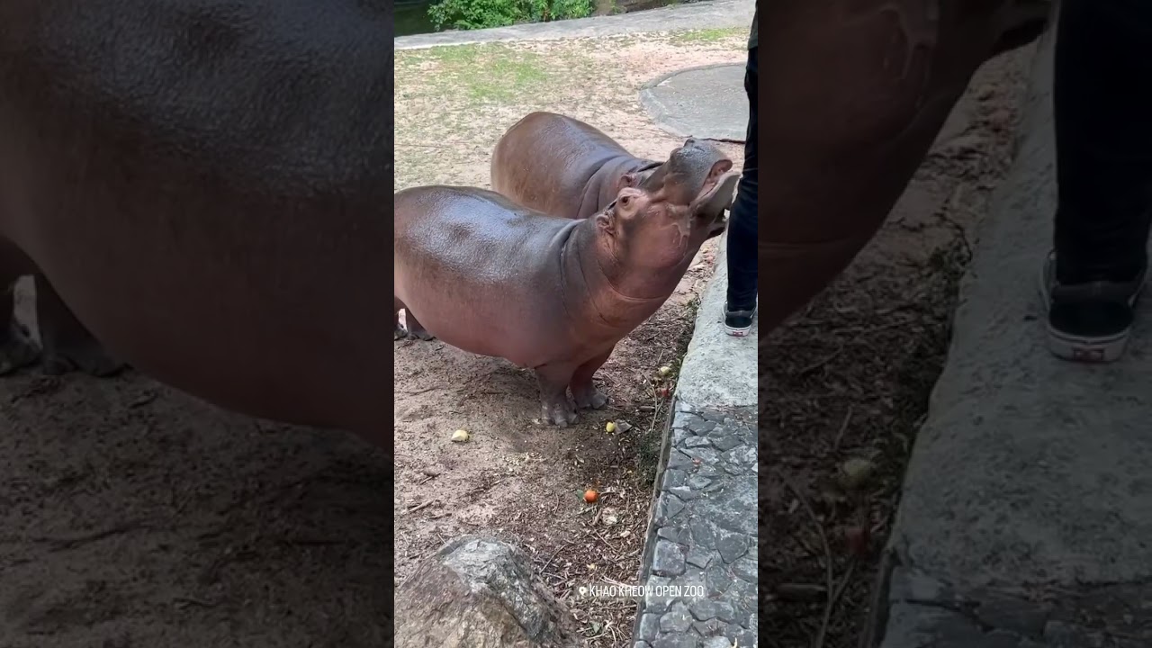 YouTube Short thumbnail