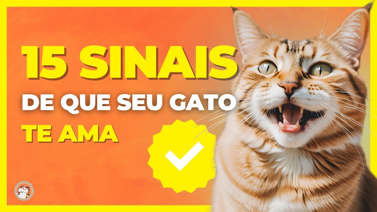 SINAIS DE QUE SEU GATO TE AMA | Saiba como identificar