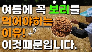 보리농사 이렇게 되고 있습니다. 여름에 꼭 보리를 먹어야 하는 이유는? 보리재배 보리쌀