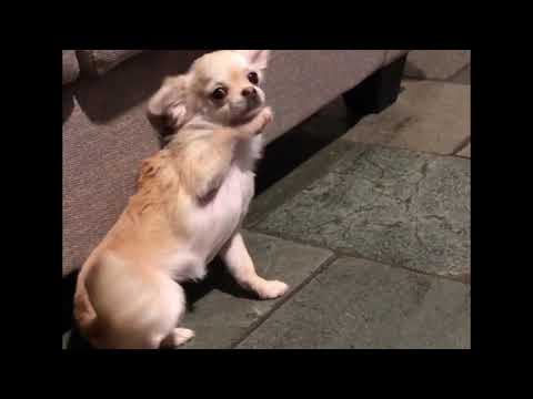 Partial or Focal Seizure in a Chihuahua