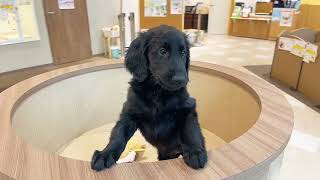 フラットコーテッド・レトリーバーの動画01