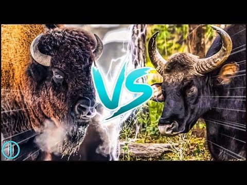 INDIAN GAUR VS AMERICAN BISON ─ Who is more Powerful?