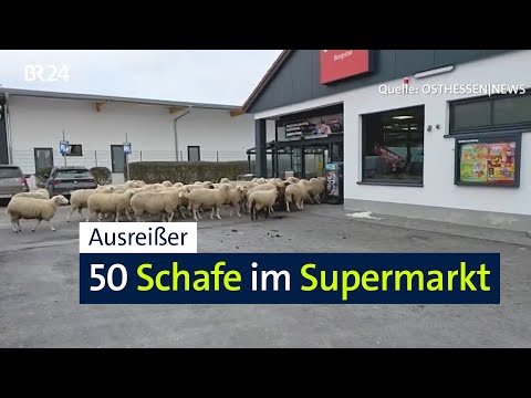 Tierischer Besuch: Schafe im Supermarkt | Abendschau | BR24
