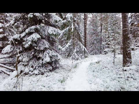 Winter Landscape in Sweden - Walking in Hågadalen Nature Reserve