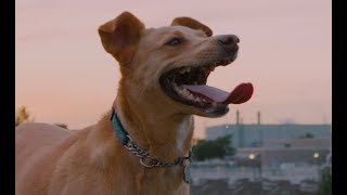 Single Mothers - Leash