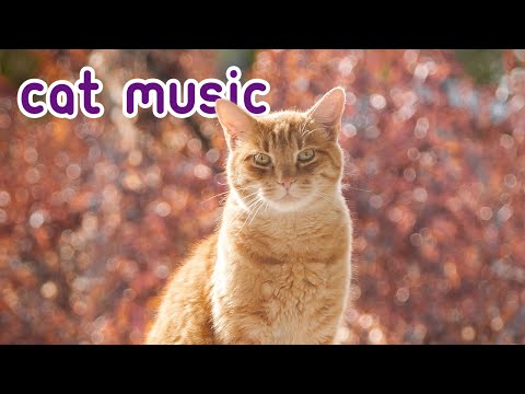 15 HOURS OF RELAXING CAT MUSIC! Feline Therapy 2019