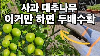 사과대추나무! 이거하면 대추가 엄청 커지고 주렁주렁 달려요! #사과대추나무전지 #사과대추나무가지치기 #사과대…