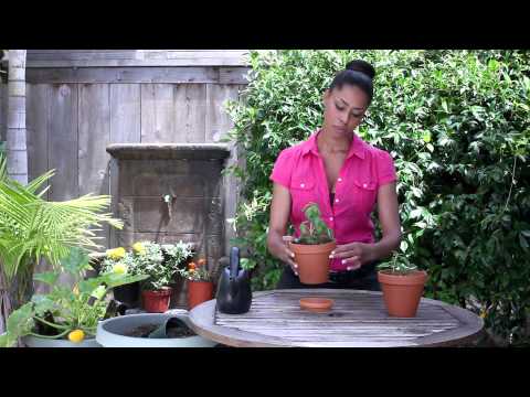 How to Water a Basil Plant : The Chef's Garden