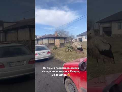Ви тільки подивіться, лелека сів просто на машину. Кажуть, це до добра!😍 #лелека #волинь #україна