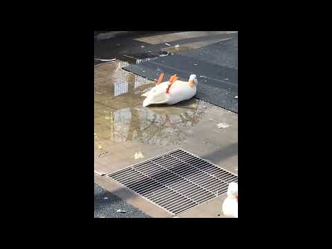 [free] hyperpop x lei x lieu x twikipedia x tda type beat - i wanna feel again (eeleeya)