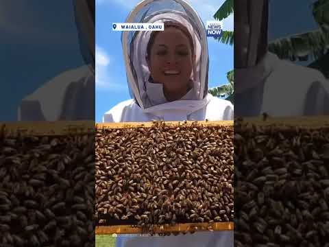 Hawaii is one of the country’s biggest producers of honey and queen bees #HNN #Shorts