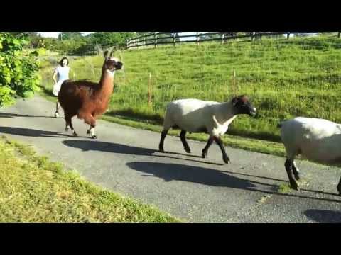 Agneta, Duke the 'protection' Llama and the 'Scottish Black Face' Sheep