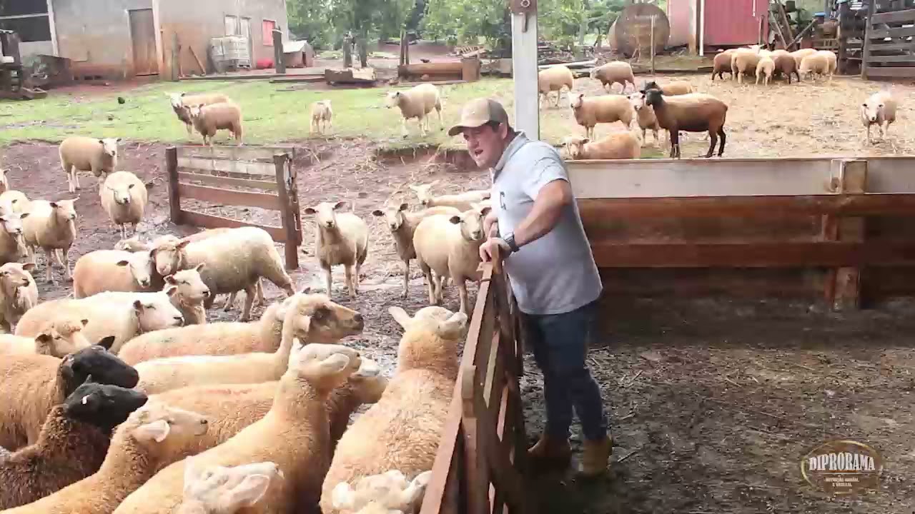 Criação de ovinos - Texel e Ilê de France.