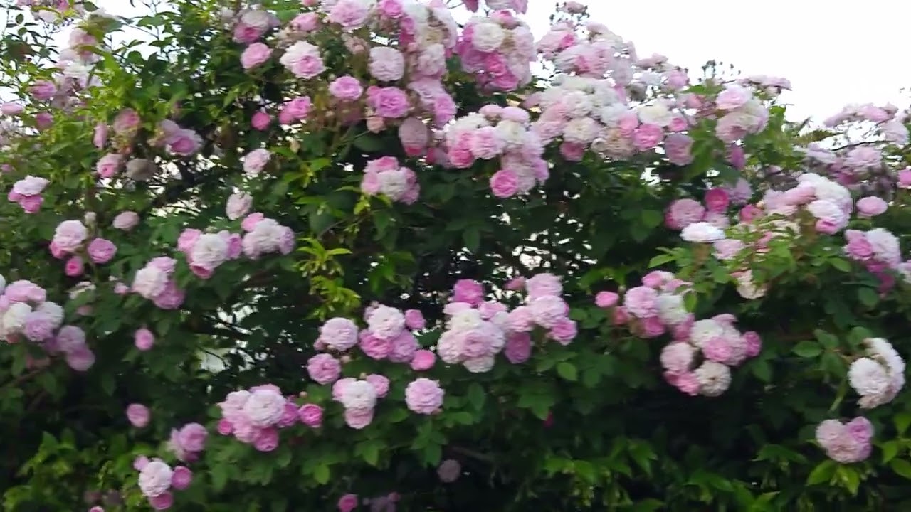 Dal giardino de L'Ape Operaia- Una siepe profumata in tante sfumature di rosa.