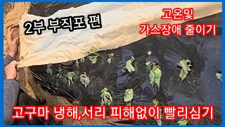 부직포로 고구마 물안주고 일찍심고 냉해,서리 피해없이 빨리심고 고온,가스장애 줄이기~고구마심는시기 방법,비료…