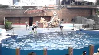 preview picture of video 'dolphin salto.3gp'