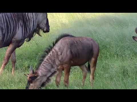Djuma: Wildebeest group with two younger ones - 17:03 -  03/06/19