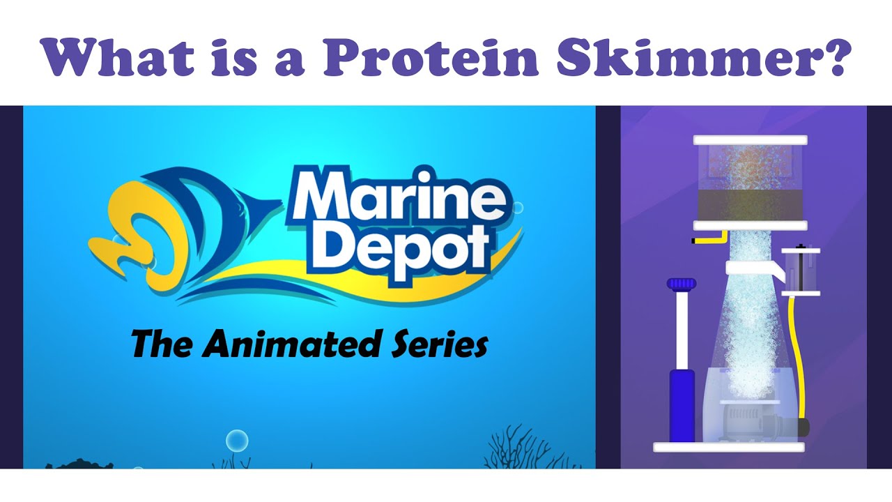 What is a Protein Skimmer (What Is It?: Animated Series)