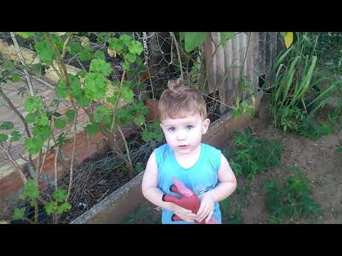 Brincadeira na floresta