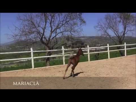 MG arabians Mariaclà video 2013